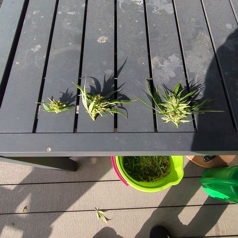 Trick growlog timeline photo