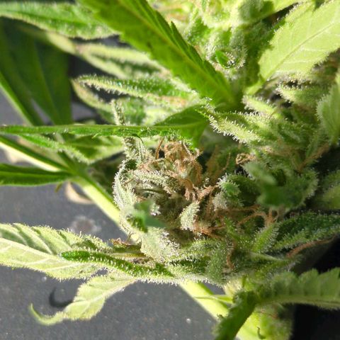 Trick growlog timeline photo