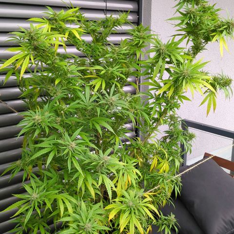 Trick growlog timeline photo