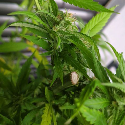 Trick growlog timeline photo