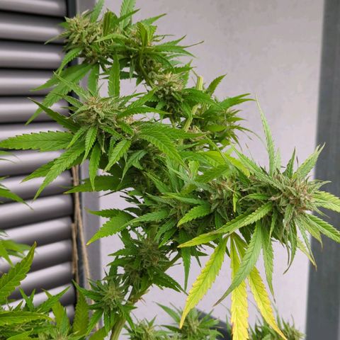 Trick growlog timeline photo