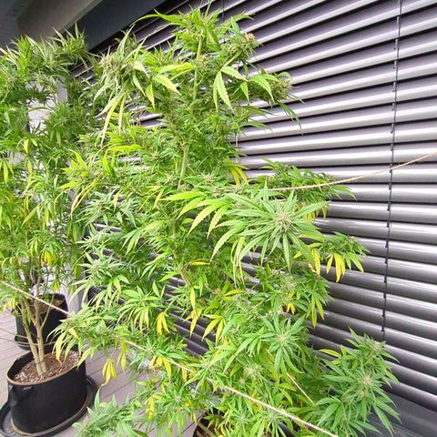 Trick growlog timeline photo