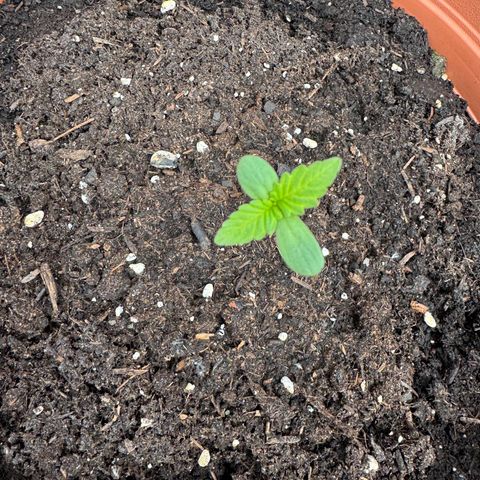 Purple Haze Automatic growlog timeline photo