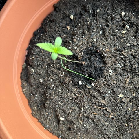 Purple Haze Automatic growlog timeline photo