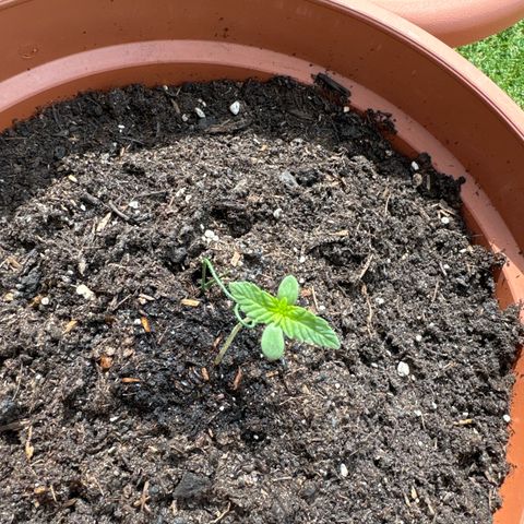Purple Haze Automatic growlog timeline photo