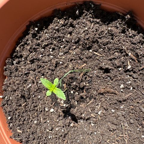 Purple Haze Automatic growlog timeline photo