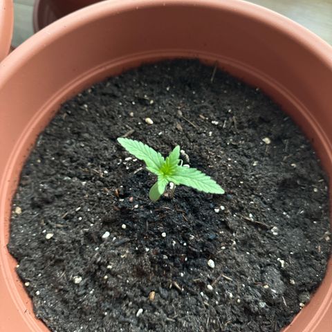 Purple Haze Automatic growlog timeline photo