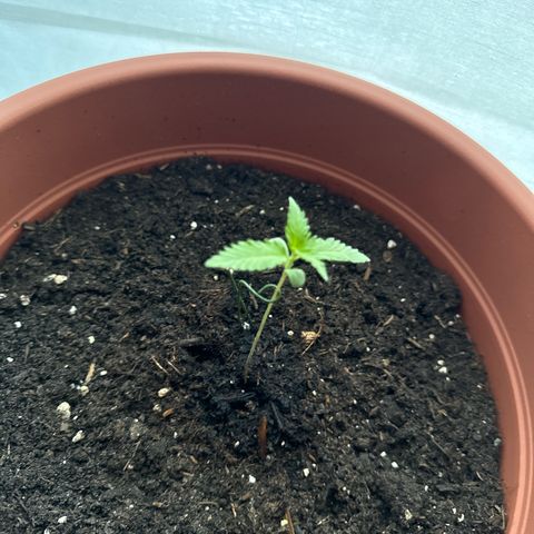 Purple Haze Automatic growlog timeline photo