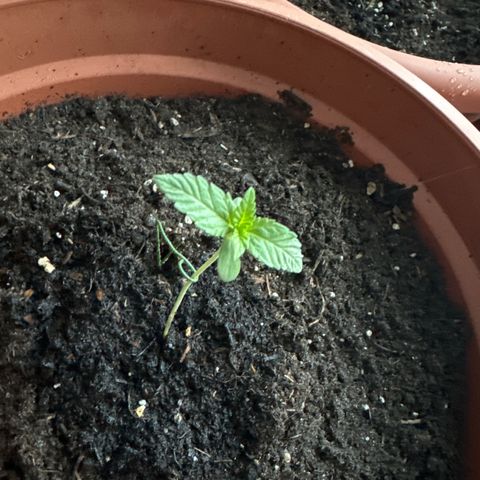 Purple Haze Automatic growlog timeline photo