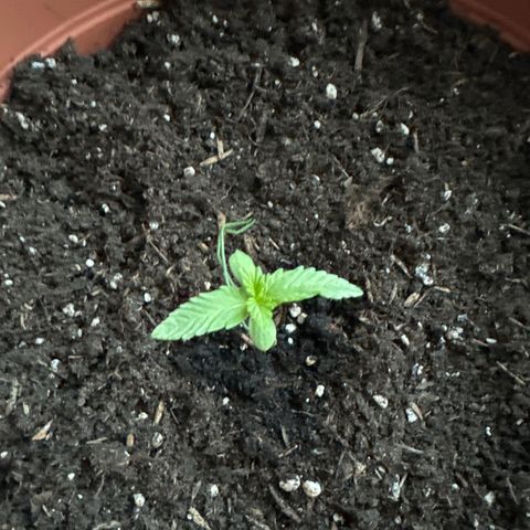 Purple Haze Automatic growlog timeline photo