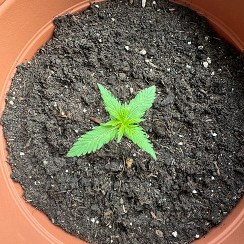 Purple Haze Automatic growlog timeline photo