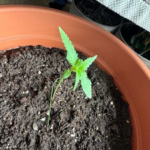 Purple Haze Automatic growlog timeline photo