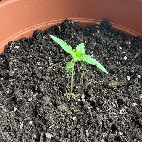 Purple Haze Automatic growlog timeline photo