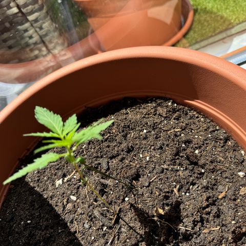 Purple Haze Automatic growlog photo: Durch die vielen bewölkten Tage kommt es mir vor als würde das Wachstum ein bisschen stocken 