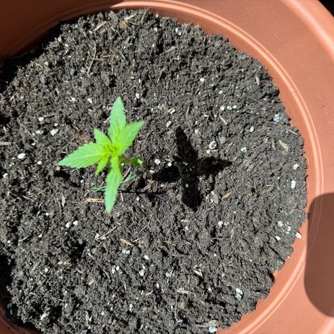 Purple Haze Automatic growlog photo: Durch die vielen bewölkten Tage kommt es mir vor als würde das Wachstum ein bisschen stocken 
