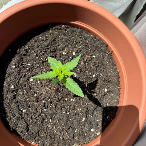 Purple Haze Automatic growlog photo: Durch die vielen bewölkten Tage kommt es mir vor als würde das Wachstum ein bisschen stocken 