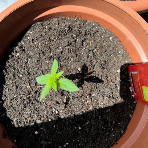 Purple Haze Automatic growlog photo: Durch die vielen bewölkten Tage kommt es mir vor als würde das Wachstum ein bisschen stocken 