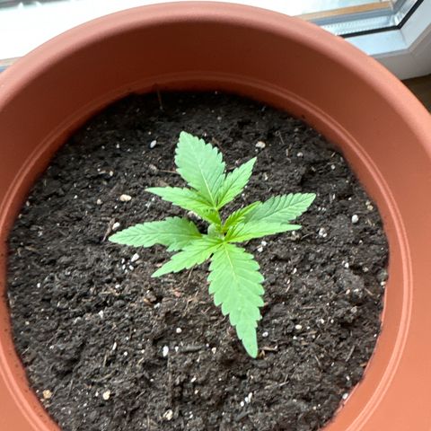 Purple Haze Automatic growlog timeline photo
