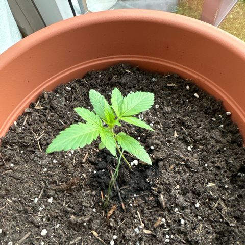 Purple Haze Automatic growlog timeline photo