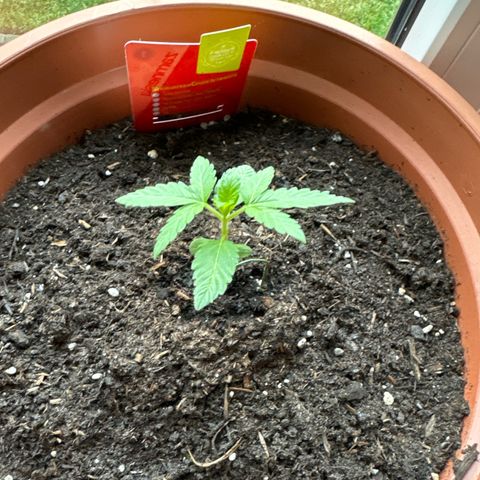 Purple Haze Automatic growlog timeline photo