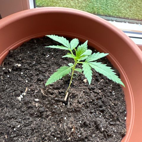 Purple Haze Automatic growlog timeline photo