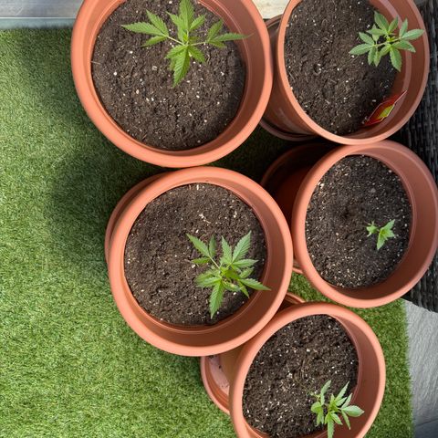 Purple Haze Automatic growlog timeline photo