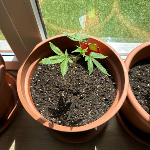 Purple Haze Automatic growlog timeline photo