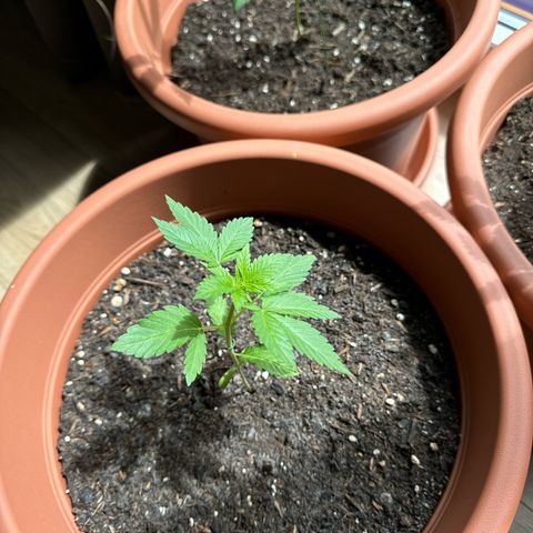 Purple Haze Automatic growlog timeline photo