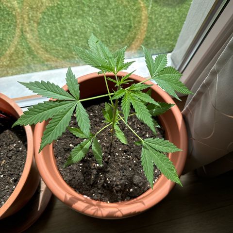 Purple Haze Automatic growlog timeline photo