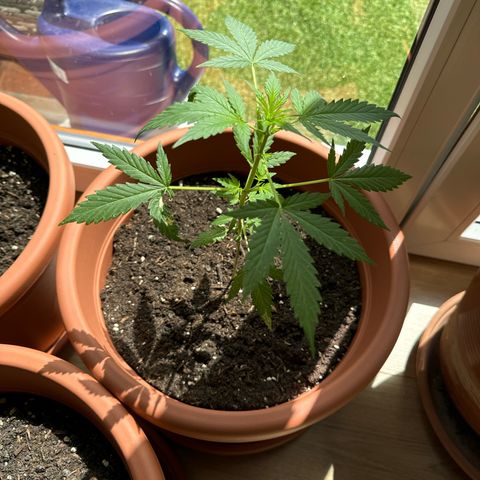 Purple Haze Automatic growlog timeline photo