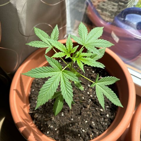 Purple Haze Automatic growlog timeline photo