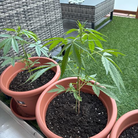 Purple Haze Automatic growlog timeline photo