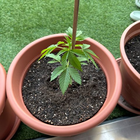 Purple Haze Automatic growlog timeline photo