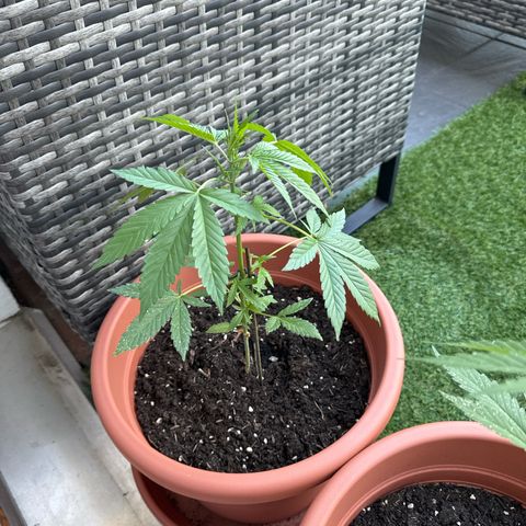 Purple Haze Automatic growlog timeline photo