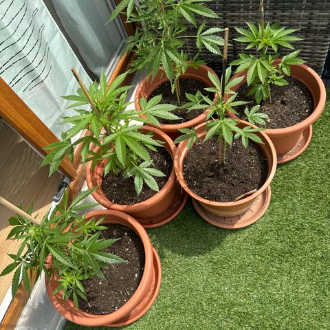 Purple Haze Automatic growlog timeline photo
