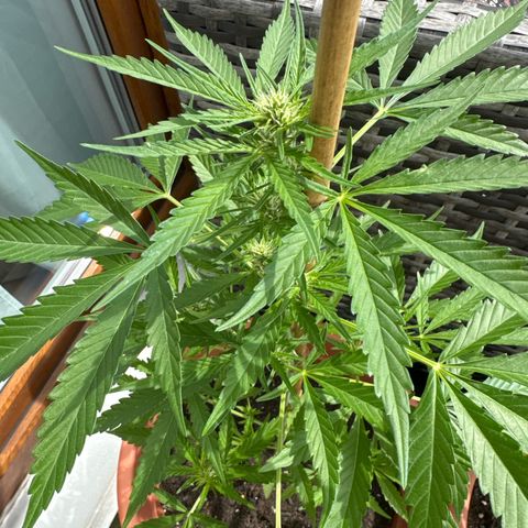 Purple Haze Automatic growlog timeline photo