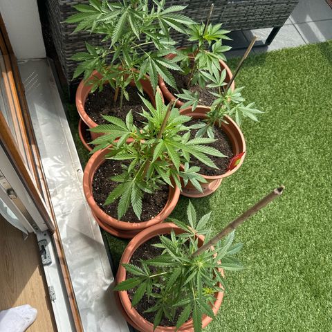 Purple Haze Automatic growlog timeline photo