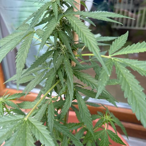 Purple Haze Automatic growlog timeline photo