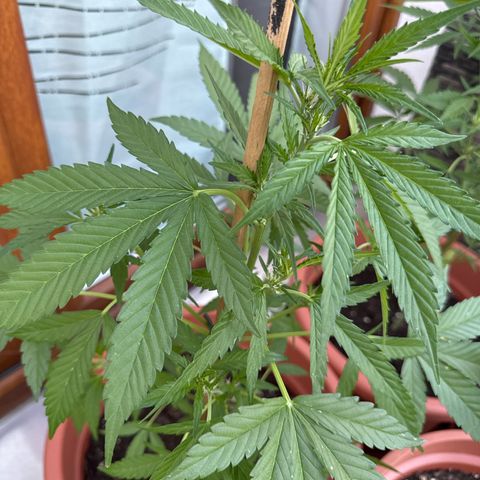 Purple Haze Automatic growlog timeline photo