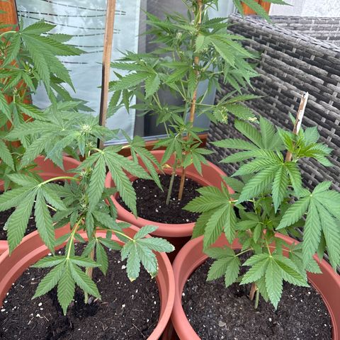 Purple Haze Automatic growlog timeline photo