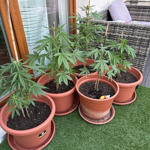 Purple Haze Automatic growlog timeline photo