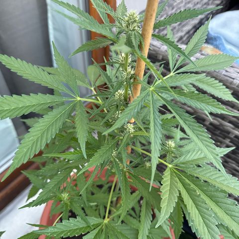 Purple Haze Automatic growlog timeline photo