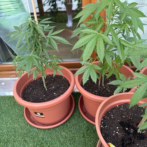 Purple Haze Automatic growlog timeline photo