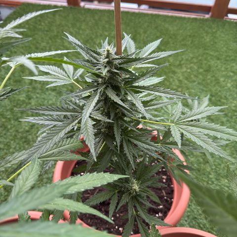 Purple Haze Automatic growlog timeline photo