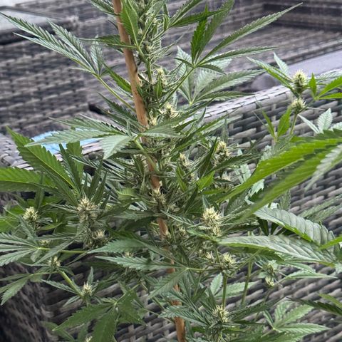 Purple Haze Automatic growlog timeline photo