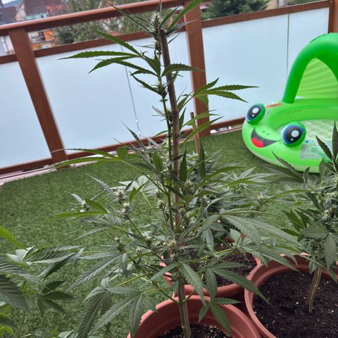 Purple Haze Automatic growlog timeline photo