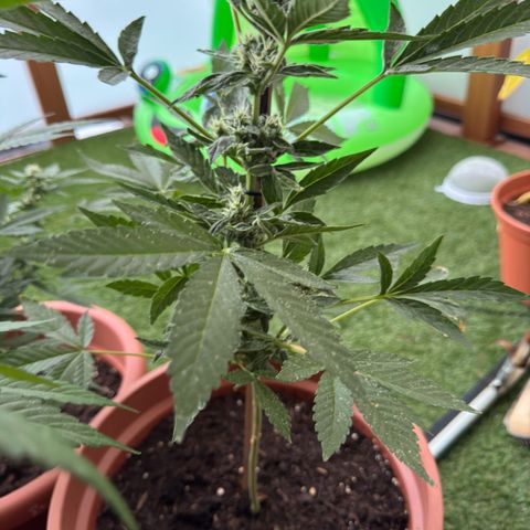 Purple Haze Automatic growlog timeline photo