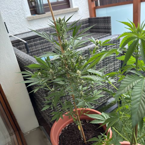Purple Haze Automatic growlog timeline photo