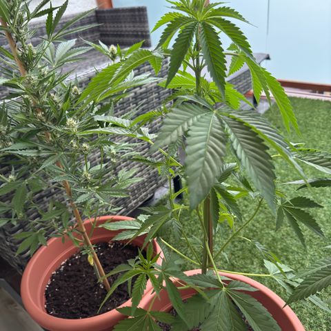 Purple Haze Automatic growlog timeline photo