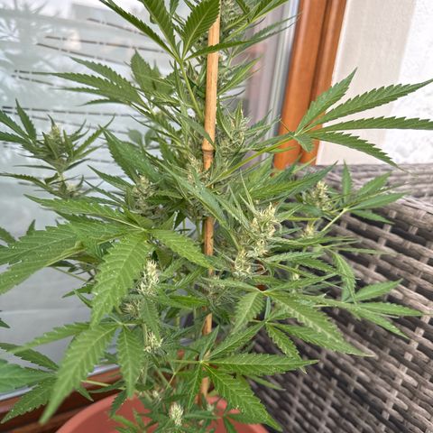 Purple Haze Automatic growlog timeline photo